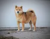 Дополнительные фото: Шиба Ину красивые щенки