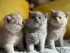 Фото №1. британская короткошёрстная - купить в Банско за договорная. Объявление №168284