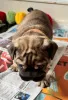 Фото №3. Upeita terveitä englanninbulldogin pentuja.  Финляндия