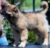 Дополнительные фото: Кавказская овчарка красивые щенки