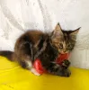 Дополнительные фото: Продаются котята породы мейн-кун