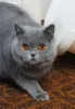 Фото №3. Загорайте британскую короткую шорте. Великобритания
