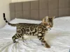 Дополнительные фото: Шикарный Бенгальский кот