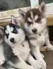 Фото №3. Сибирский хаски-Welpen zu verkaufen.  Германия
