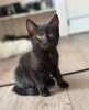 Фото №3. Chatons Bombay доступны на заказ.. Бельгия