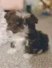 Фото №2 к объявлению №137180 о продаже ши-тцу - купить в Германии частное объявление, заводчик