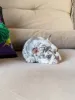 Фото №3. D'adorables chiots Bouledogues français cherchent un foyer amant!.  Франция