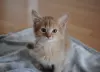 Дополнительные фото: Somali kittens looking for a forever homes