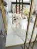 Фото №3. white_dolls_maltese.  США