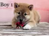 Фото №3. shiba inu.  Венгрия