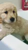 Фото №3. Outstanding Golden Retriever puppies available to go into pet loving families.  Филиппины