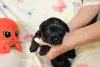 Дополнительные фото: Bolonka Weta FCI Puppy