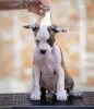Дополнительные фото: Американские щенки Staffordshire Terrier