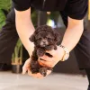 Фото №3. Sweet Toy Poodle Puppy для усыновления.  США