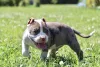Фото №3. Американский Булли XL.  Россия