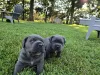Дополнительные фото: Nuttede Cane Corso очень красив и безопасен для всех
