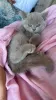 Фото №3. КРАСИВЫЕ ОДНОБЕЛЫЕ ГОЛУБОГЛАЗНЫЕ БРИТАНСКИЕ КОРОТКОШЕРСТНЫЕ КОТЯТА!. Великобритания