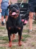Дополнительные фото: Rottweiler, Top Puppy