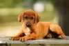 Дополнительные фото: Rhodesian Ridgeback puppies