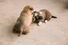 Дополнительные фото: Adorable Mixed-Breed Puppies Ready for Loving Homes!