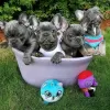 Фото №3. Beautiful French bulldog puppies Business WhatsApp 37256348129.  Финляндия