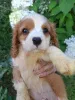 Фото №3. Чистокровные мальчики Кавалер-Кинг-Чарльз-Спаниель..  Латвия