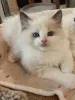 Фото №3. Котята Schattige Ragdoll zoeken een nieuw thuis.. Бельгия