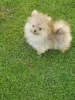 Фото №2 к объявлению №144857 о продаже померанского шпица - купить в Сербии заводчик