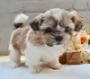 Фото №3. Teacup Shih tzu щенки.  Италия