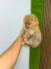 Дополнительные фото: Померанские шпицы высочайшего качества!