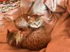 Дополнительные фото: Британские кошки предлагают!