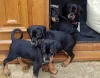 Фото №1. доберман - купить в Кампания De Berchtesgaden за договорная. Объявление №170356