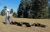 Фото №1. немецкая овчарка - купить в Аренсбург за 49427₽. Объявление №173509