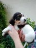 Дополнительные фото: Grand Basset Griffon Vendeen Puppy