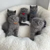 Фото №3. ласковые шотландские вислоухие котята. Мальта