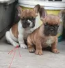 Фото №3. Chiots Bouledogues Français à vendre.  Франция