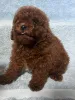 Фото №3. Toy poodle puppies.  Украина