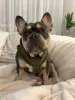Фото №1. французский бульдог - купить в Бердорф за договорная. Объявление №157835