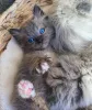 Дополнительные фото: Кошки рэгдоллы мужского и женского пола на усыновление