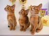 Дополнительные фото: Клубные абиссинские котята