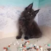 Дополнительные фото: Шикарный котенок мальчик