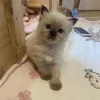 Дополнительные фото: Ragdoll Kitten