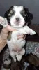 Дополнительные фото: Чистокровные щенки Ши-Тцу