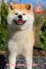 Фото №3. Female Akita Inu.  Украина