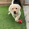 Фото №3. Pedigree Labrador Retriever Puppies.  Ирландия