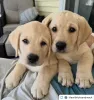 Фото №1. лабрадор-ретривер - купить в Женеве за договорная. Объявление №158380