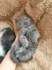 Фото №3. БРИТАНСКИЙ КОРОТКОШЕРСТНЫЙ КОТЕНОК ДОСТУПЕН ДЛЯ Усыновления. Германия