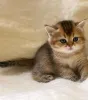 Дополнительные фото: Munchkin Kittens для продажи