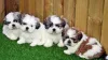 Фото №3. Wunderschöne Shih-Tzu-Welpen Kontaktieren Sie mich per WhatsApp unter 44 7453.  Германия