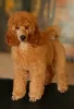 Дополнительные фото: 2 мальчика от среднего пуделя (05 апреля 2023г.) - Two male MEDIUM poodle